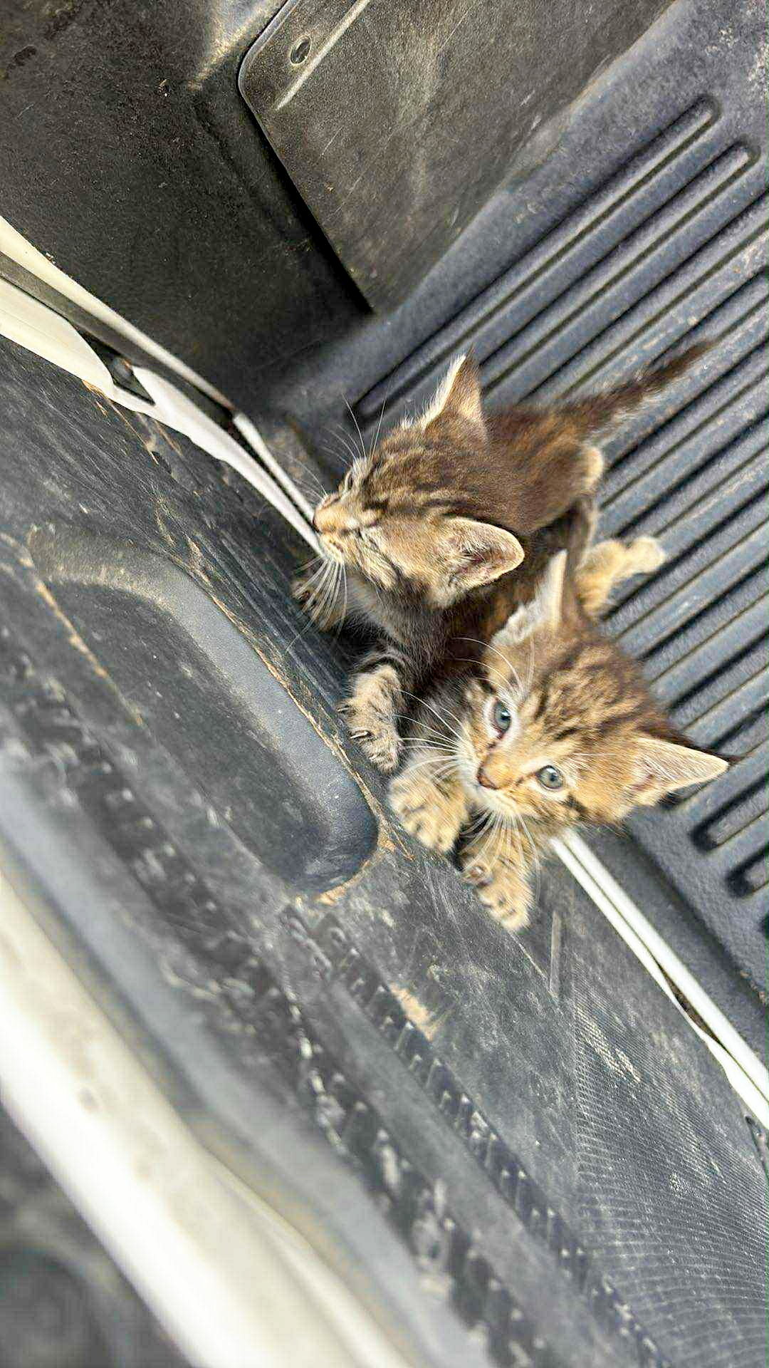 Abandoned kittens Two very emaciated kittens found on the Labrie road, in Amqui, in Bas-Saint-Laurent. In all, 15 kittens were saved by several residents, including Josée Leclerc and his daughter. dozens kittens abandoned amqui: sad new